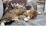 Club Katze
