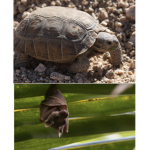Desert Tortoises and Bats!