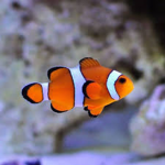 Clownfish Co.