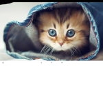 Beautiful cats <3