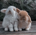 bunnyhugs