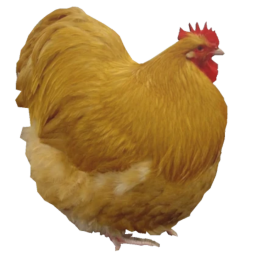 ultimate chicken protecting simulator