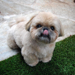 #Puppy Join