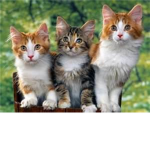 Pets And Animal Lovers