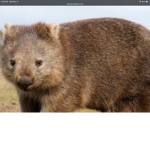 #Official Wombats