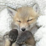 Raposinha Da Neve