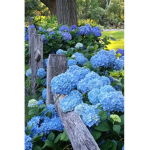 blue flower team