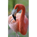 Pink flamingo!