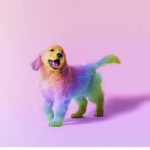 Rainbowpuppy's fan group