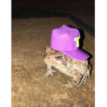 Froggiess squad