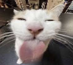 ONLY CAT LOVERS GROUP!!
