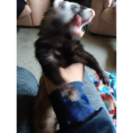 The ferret army's