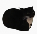 Maxwellcatw