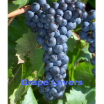 Grape Fan Group