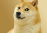 The Doges United (enemy’s of the Kitties United)