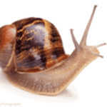 snail gams