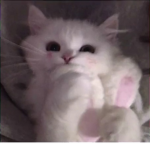 cats</3