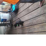 Cats are the best thing