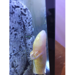 Ninja axolotl
