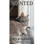 Die katzen gang