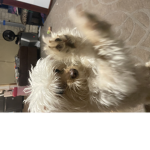 Random items_thor dog