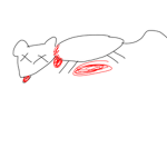 DEAD RAT TRIBE