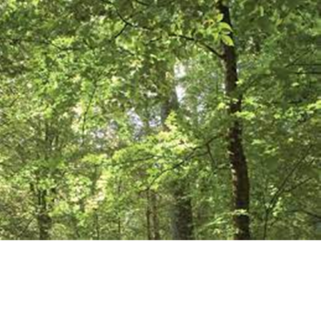 Survive Jeff the killer in the forest😱