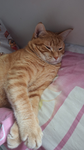 Cat fans all cat fans can join