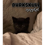 DVRKSKULL
