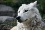 wolf dog pack
