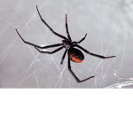 The Spider Fan-Club