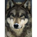 Wolfes army