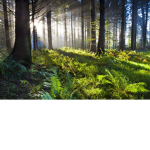 Happy Forest?