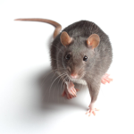 Rat clothing plz join