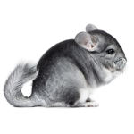 Chinchilla Chat