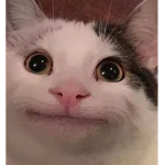TheCatsbusiness