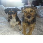 ME DOGS