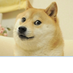 Meme doge fan group