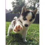 Da Huskies gang