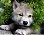 Xx_Oofer_Wolves_xX