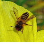 Bee savours