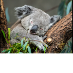 Koala Kommunity