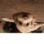 My puppys buddy's fan groop