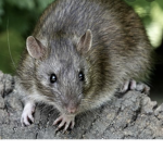 Rat”s house rat childs