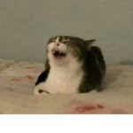 Team Cat VwV