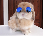 BunnyLudi Group