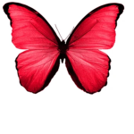 Red butterfly’s