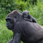 Good Gorilla