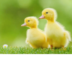The ducks revenge.