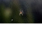 The Web (spider)